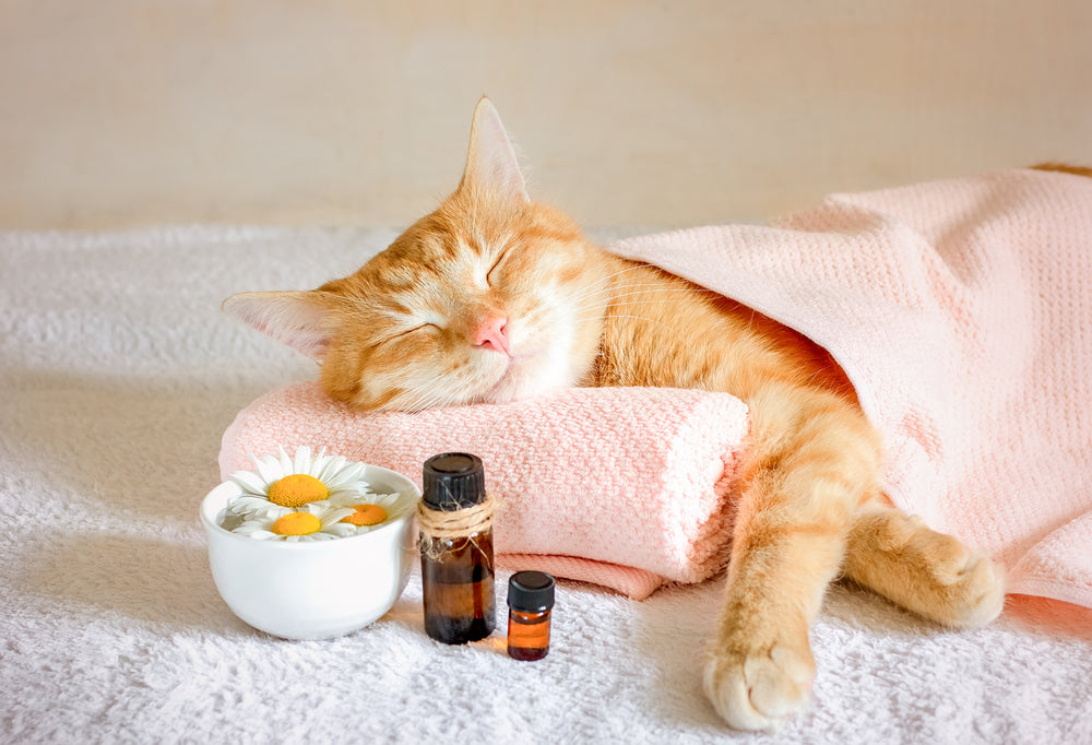 Getting Better Sleep: Aromatherapy
